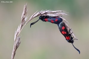 Hornklee-Widderchen
